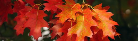 WEEKLY SPIRITUAL ENERGY- September 29, 2025 – October 5, 2025, by Lady Dyanna