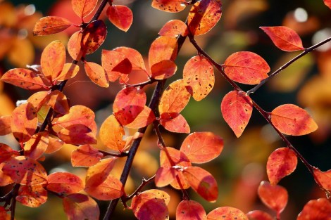 WEEKLY SPIRITUAL ENERGY-October 27, 2025 – November 2, 2025, by Lady Dyanna