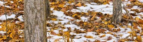 WEEKLY SPIRITUAL ENERGY-November 10, 2025 – November 16, 2025, by Lady Dyanna