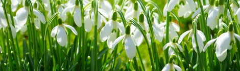 WEEKLY SPIRITUAL ENERGY- March 16, 2026 -March 22, 2026, by Lady Dyanna