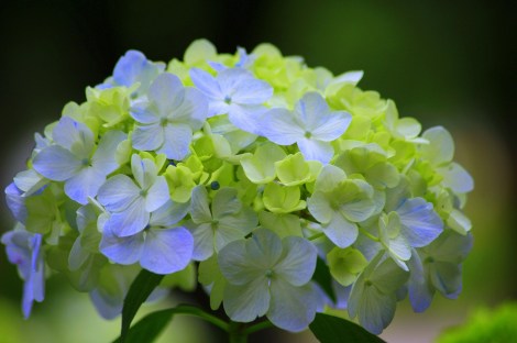 WEEKLY SPIRITUAL ENERGY-May 25, 2026 -May 31, 2026, by Lady Dyanna