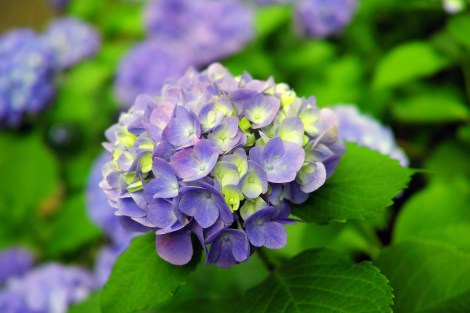 WEEKLY SPIRITUAL ENERGY-June 1, 2026 -Jun 7, 2026, by Lady Dyanna