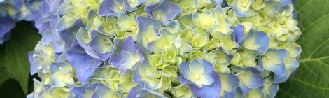 WEEKLY SPIRITUAL ENERGY-June 1, 2026 -Jun 7, 2026, by Lady Dyanna