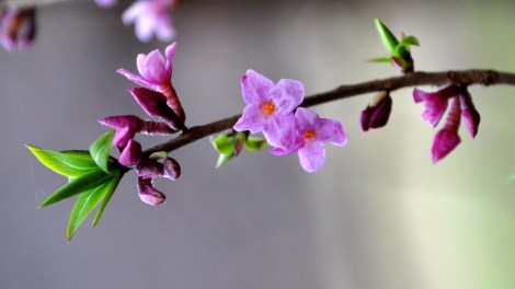 WEEKLY SPIRITUAL ENERGY-May 11, 2026 -May 17, 2026, by Lady Dyanna