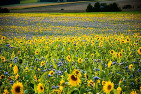 WEEKLY SPIRITUAL ENERGY-June 15, 2026 -Jun 21, 2026, by Lady Dyanna