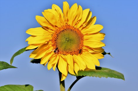WEEKLY SPIRITUAL ENERGY-June 29, 2026 -July 5, 2026, by Lady Dyanna