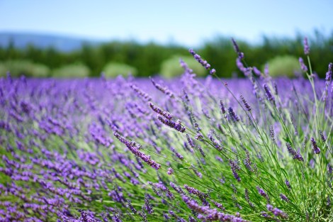 WEEKLY SPIRITUAL ENERGY-July 13, 2026 -July 19, 2026, by Lady Dyanna