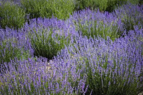 WEEKLY SPIRITUAL ENERGY-August 3, 2026 -August 9, 2026, by Lady Dyanna