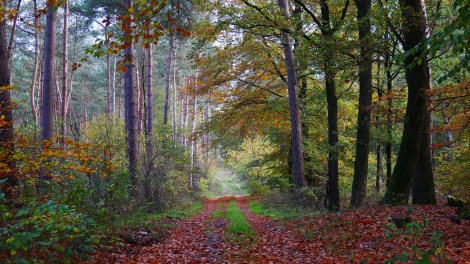 WEEKLY SPIRITUAL ENERGY-October 5, 2026 -October 11, 2026, by Lady Dyanna