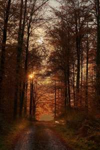 WEEKLY SPIRITUAL ENERGY-October 26, 2026 -November 1, 2026, by Lady Dyanna