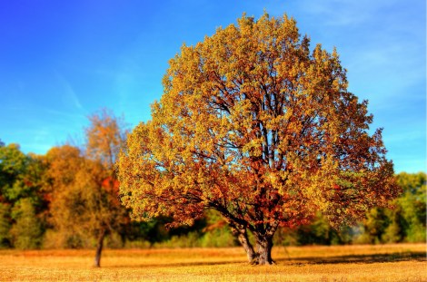 WEEKLY SPIRITUAL ENERGY-October 12, 2026 -October 18, 2026, by Lady Dyanna